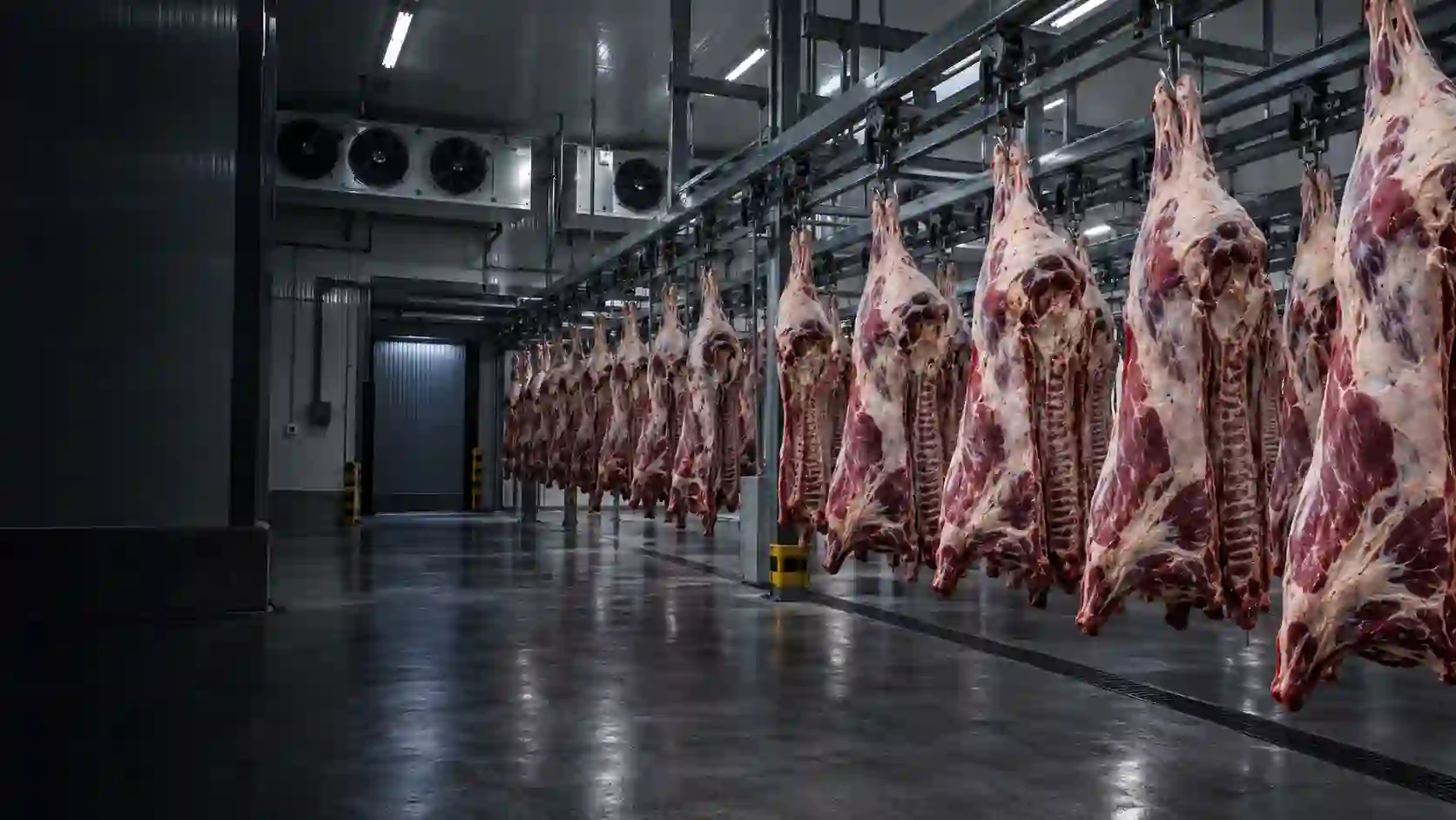 Câmara de resfriamento frigorífico com carcaças penduradas em trilhagem